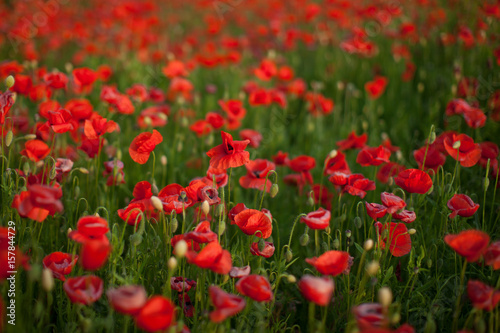 Flowers Red poppies blossom on wild field. Beautiful field red poppies with selective focus. Red poppies in soft light. Opium poppy. Natural drugs. Glade of red poppies. Lonely poppy. Soft focus blur © familytv