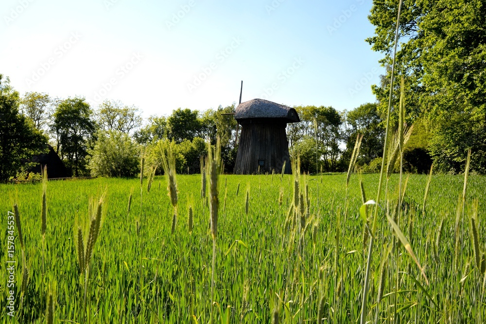Green corn young corn and old wooden mill