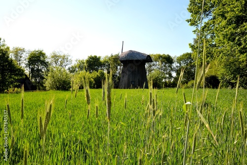 Obraz na płótnie Green corn young corn and old wooden mill w salonie