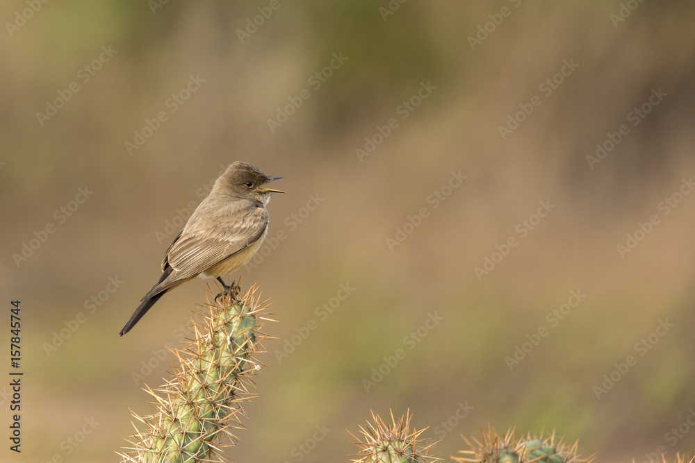 Say's Phoebe Singing Say's Phoebe Singing
