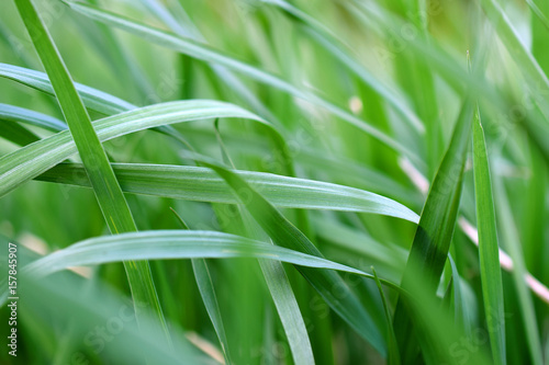 Green grass close up image with selective focus