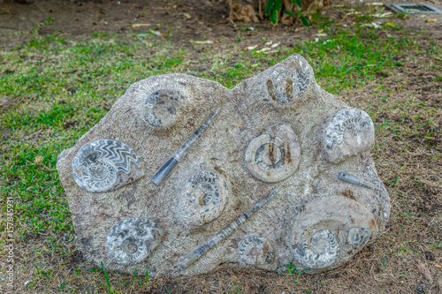 Stone with fossils embedded in the middle of nature