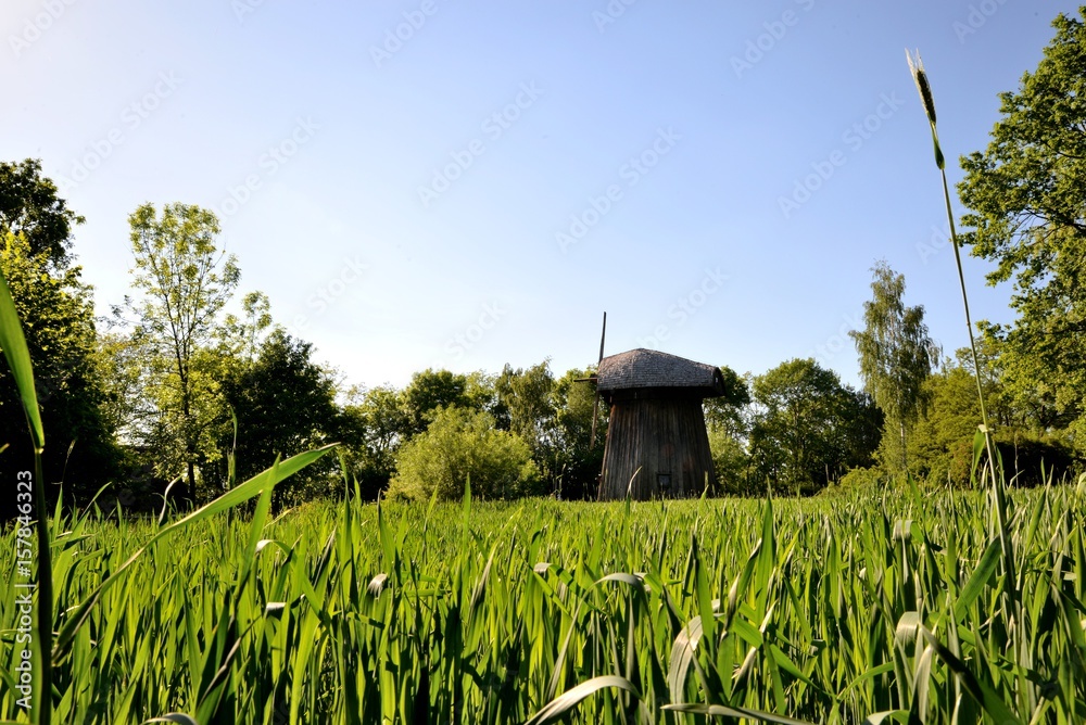 Green corn young corn and old wooden mill