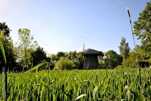 Obraz na płótnie Green corn young corn and old wooden mill w salonie