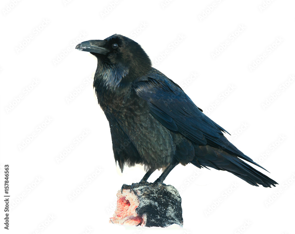 Fototapeta premium Raven (Corvus corax) isolated on white background