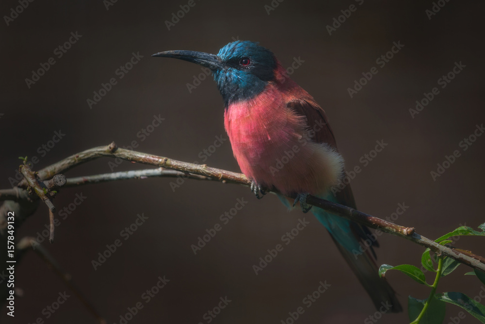Obraz premium Bird sitting on a branch