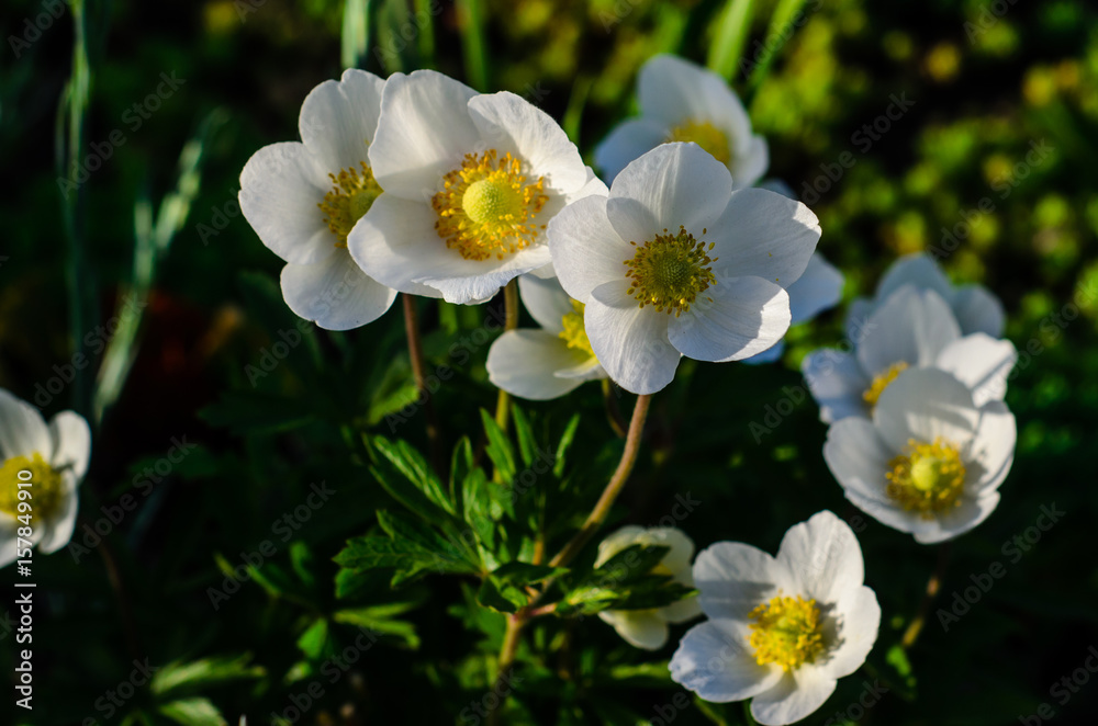 White anemone blossoming on spring