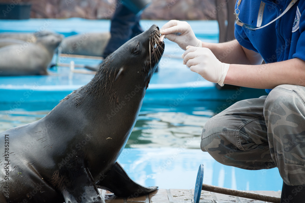 Fototapeta premium Seal receives food