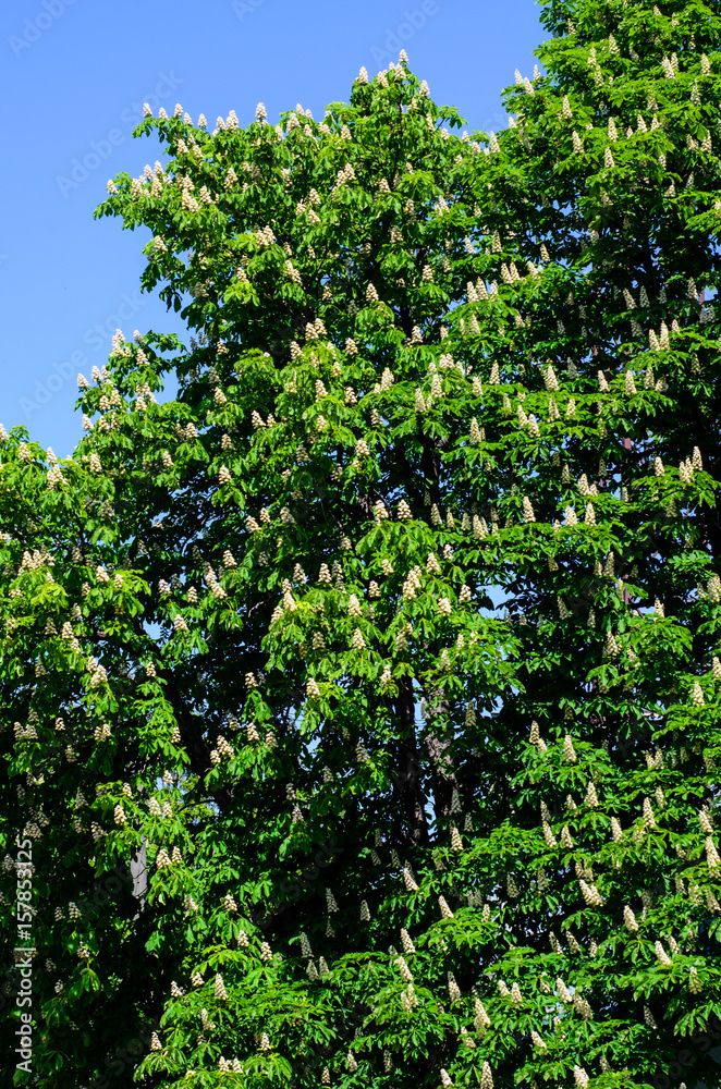 Blossoming chestnut tree