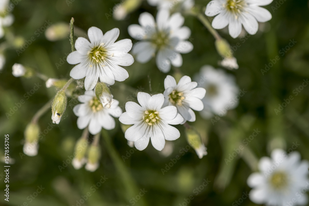 Little white flower on a green background