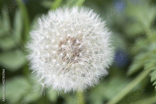 Blossoming dandelion on a meadow