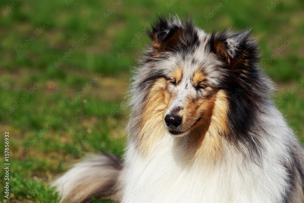 dog breed Sheltie