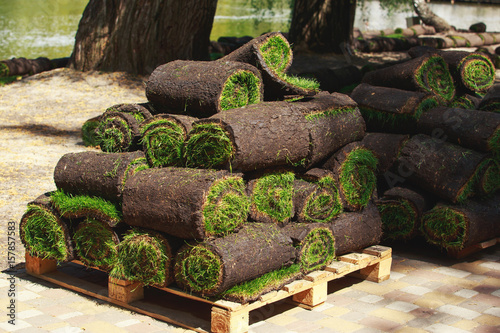 Green lawn grass in rolls