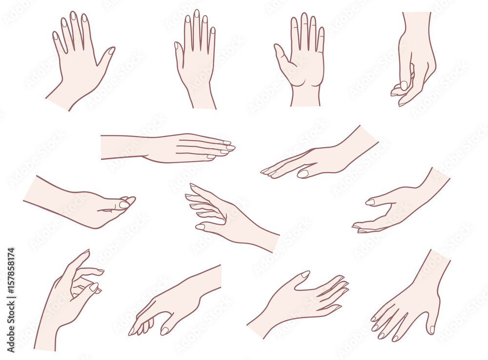 Hand collection. Vector illustrations pack of woman hands in various gestures. Hand collection. Vector illustrations pack of woman hands in various gestures.