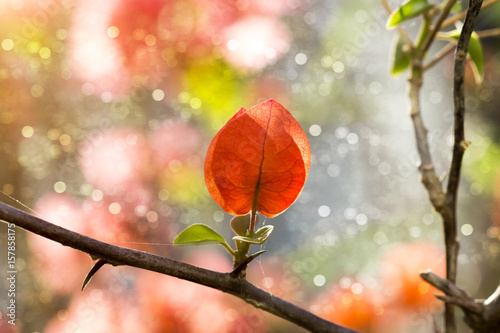 Bougainvillea flower. photo