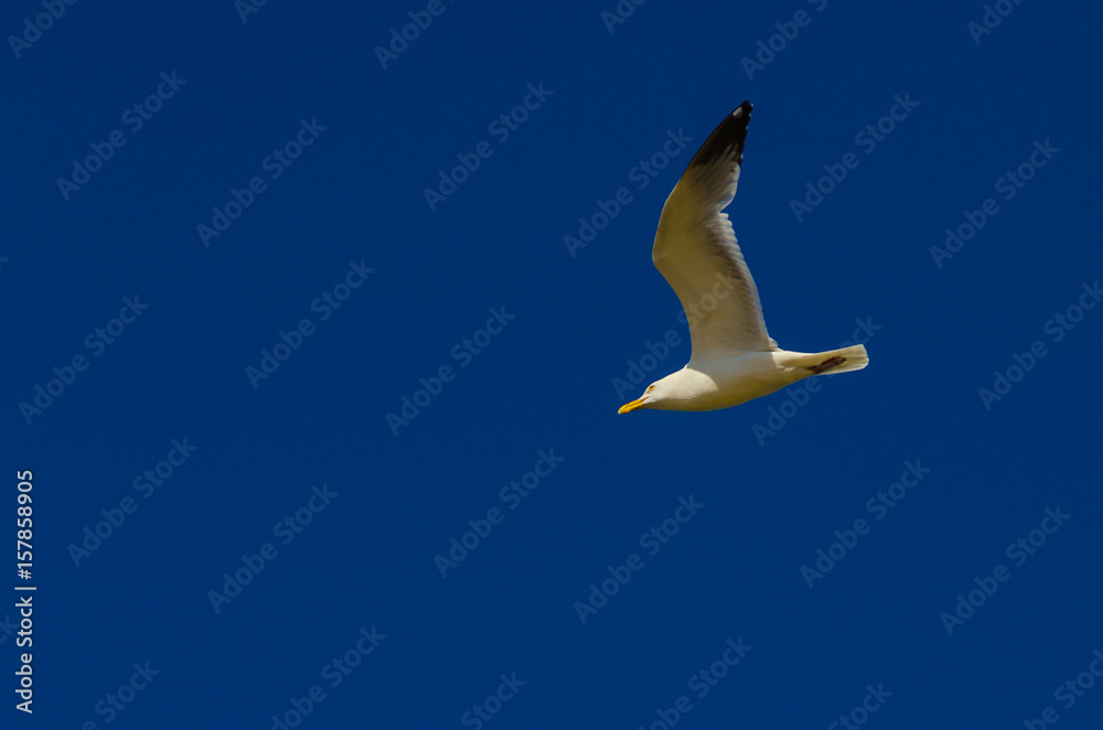 Fototapeta premium An American herring gull flying against a dark blue sky at Grand Haven, Michigan