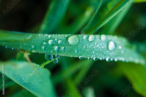 .Macro shot of dew grass
