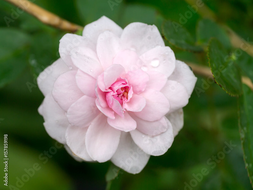 Baby pink roses. © noppharat