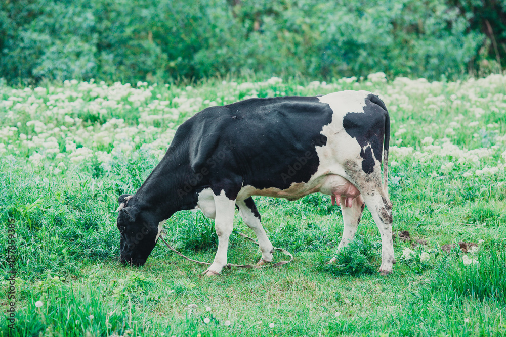 A cow is grazing in a meadow A cow is grazing in a meadow