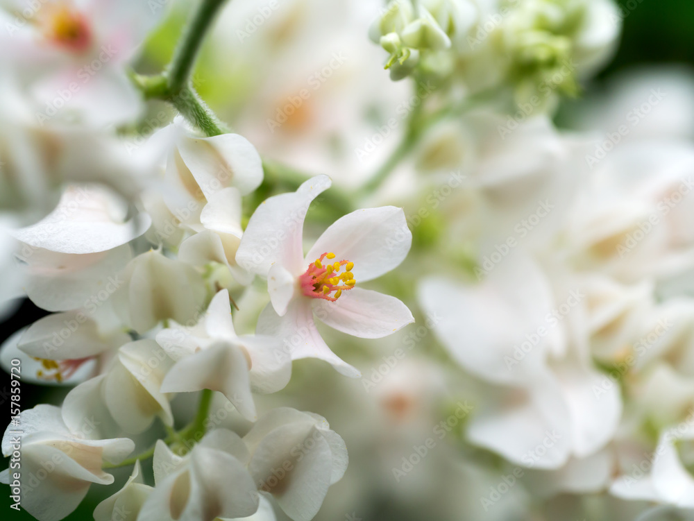 White Mexican Creeper in the garden.