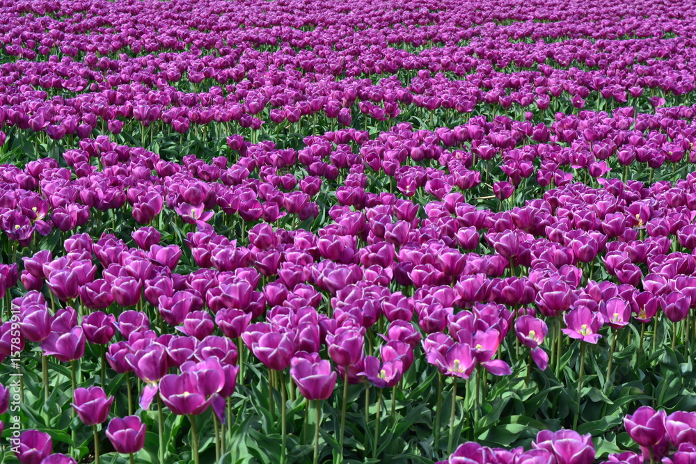 Purple tulips in a tulip field in Holland