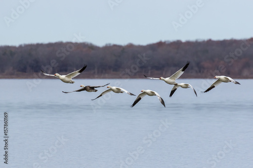 Snow geese flying over a lake © KEITH