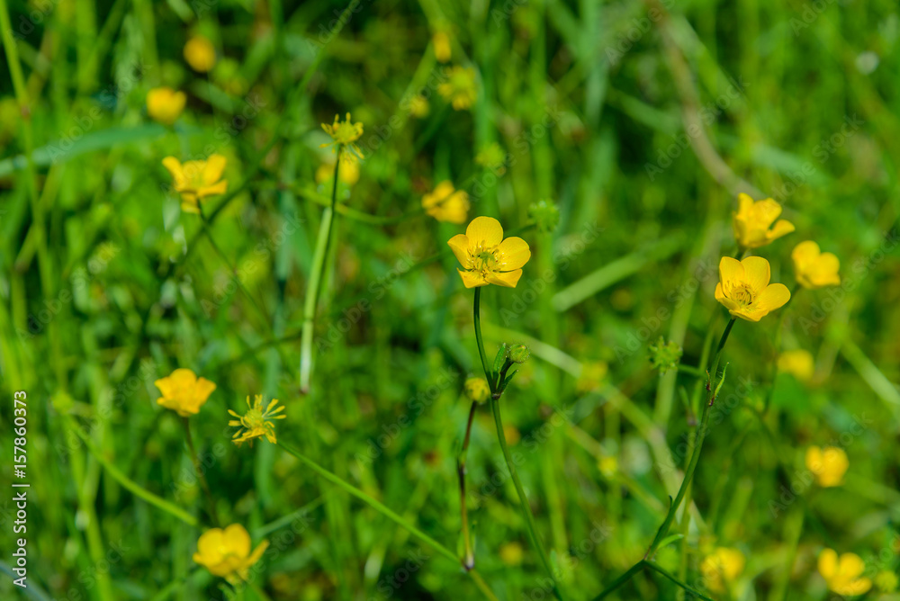 Flower of the Buttercup acrid