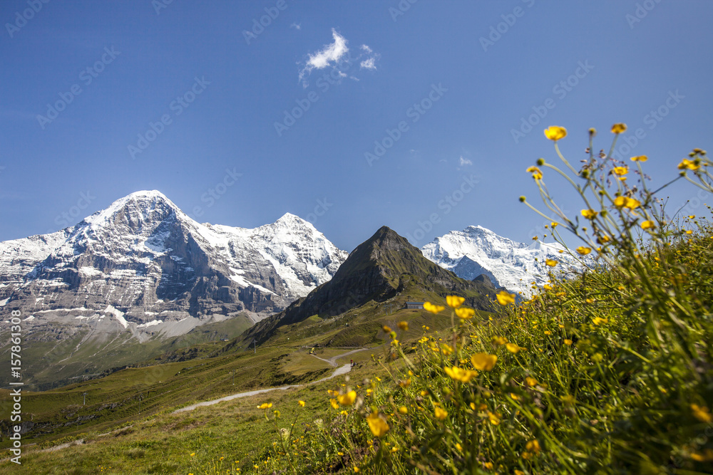Yellow flowers framing Mount Eiger Mannlichen Grindelwald Bernese Oberland Canton of Berne Switzerland Europe