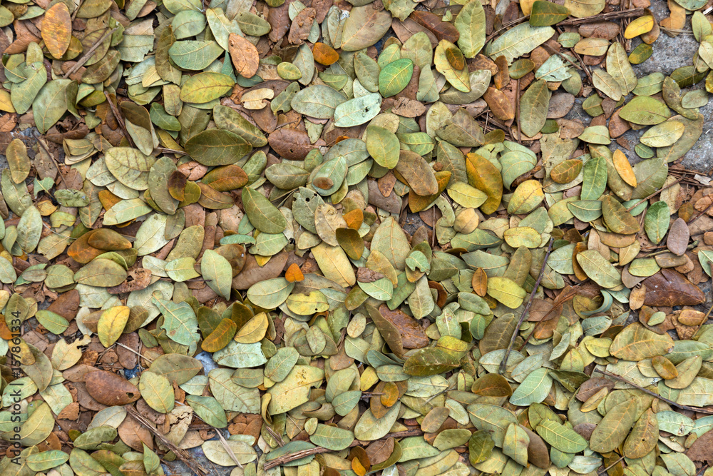 Dry leaves of the rain tree For use as fertilizer. Dry leaves of the rain tree For use as fertilizer.
