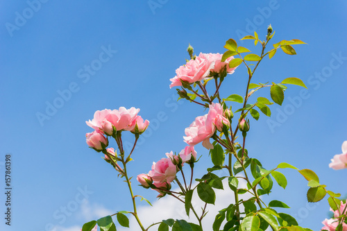 Pinke Rosen vor blauem Himmel 