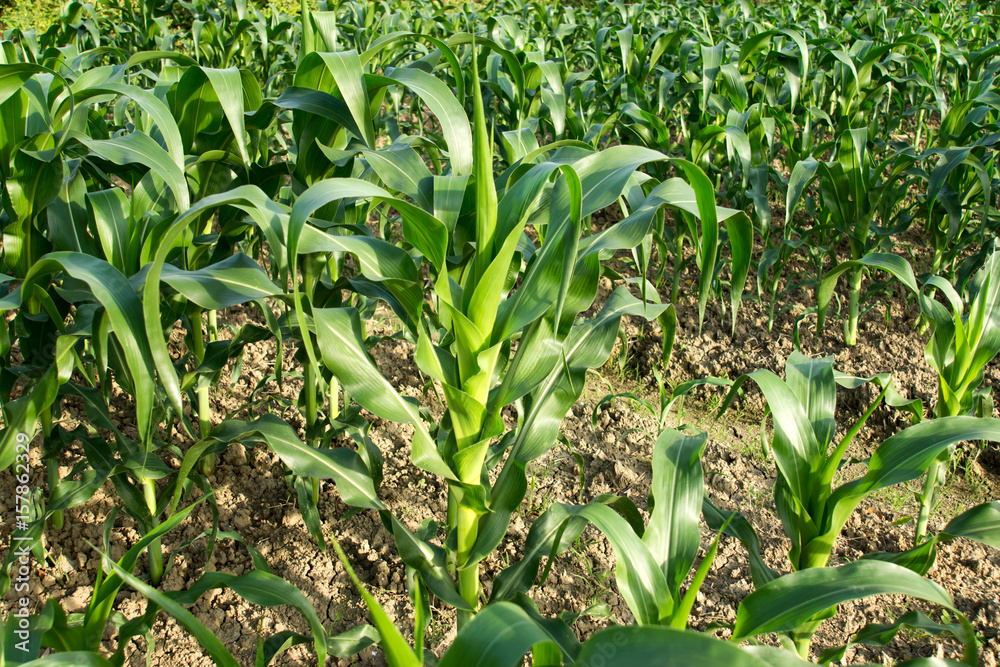 Close up the leaves of corn field. Close up the leaves of corn field.