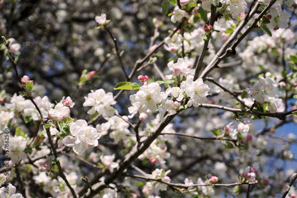 Blossoms Blossoms