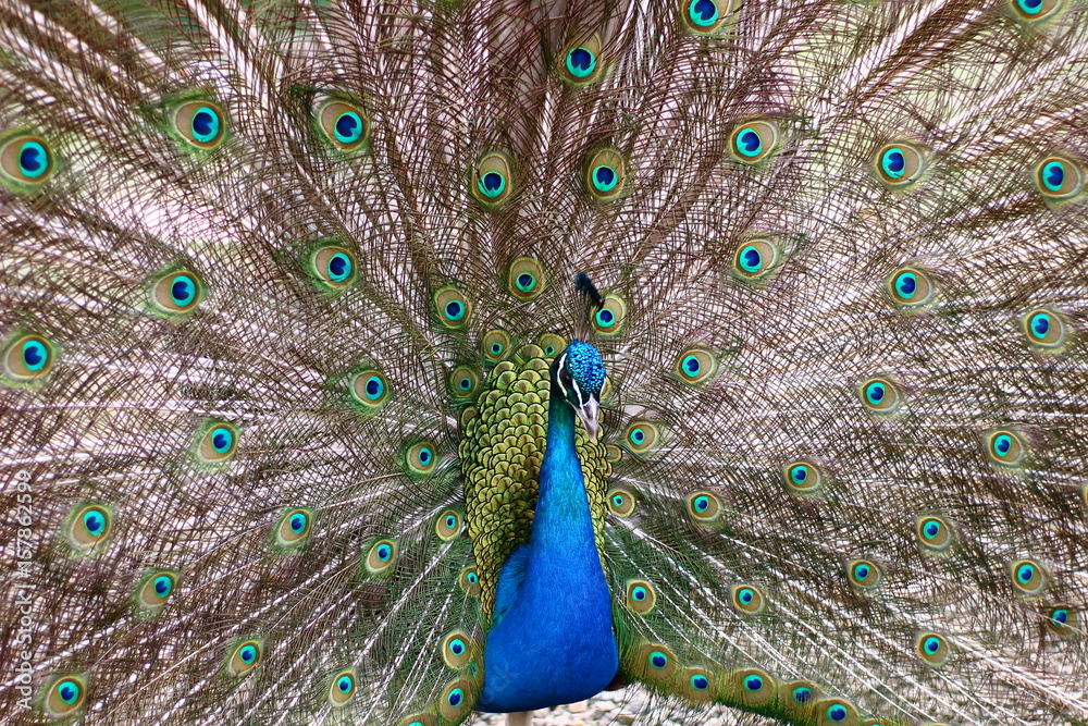 Obraz premium Portrait of beautiful peacock with feathers out.