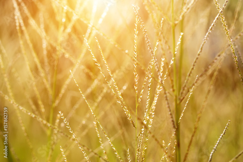 flower grass with sunlight. out of focus image.