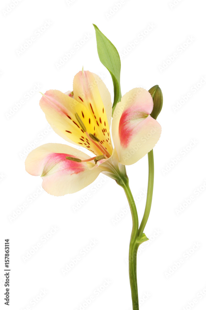 Red and yellow Alstroemeria flower