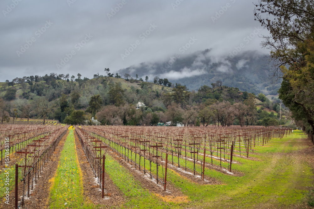 Vineyard on a cloudy day