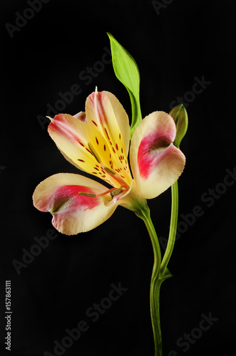 Alstroemeria flower against black