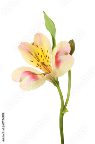 Red and yellow Alstroemeria flower