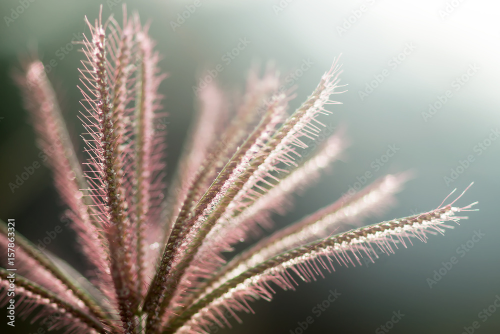 Close up of flower grass with light.