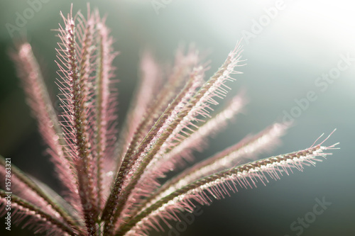 Close up of flower grass with light.