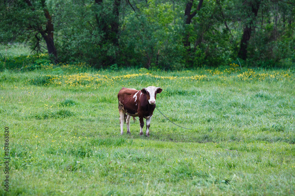 A cow is grazing in a meadow
