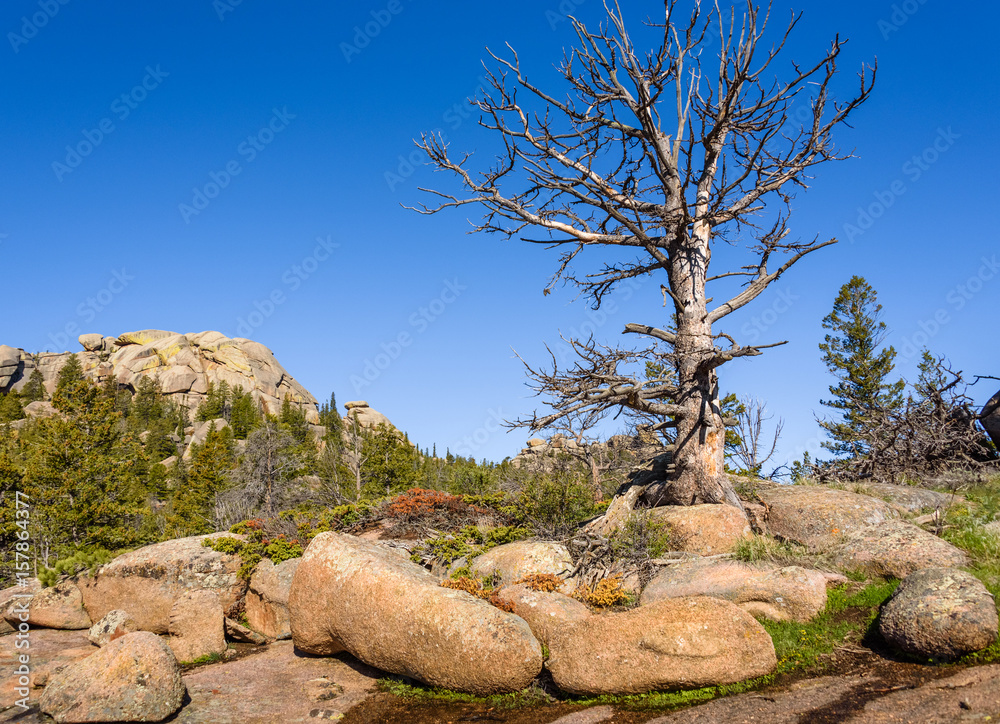 Solitary, giant dead tree on rocks, high altitude in the mountain woods, with a blue sky and green forest background. Destroyed by insect parasites, bark beetles. Vedauwoo National Park, Wyoming, USA