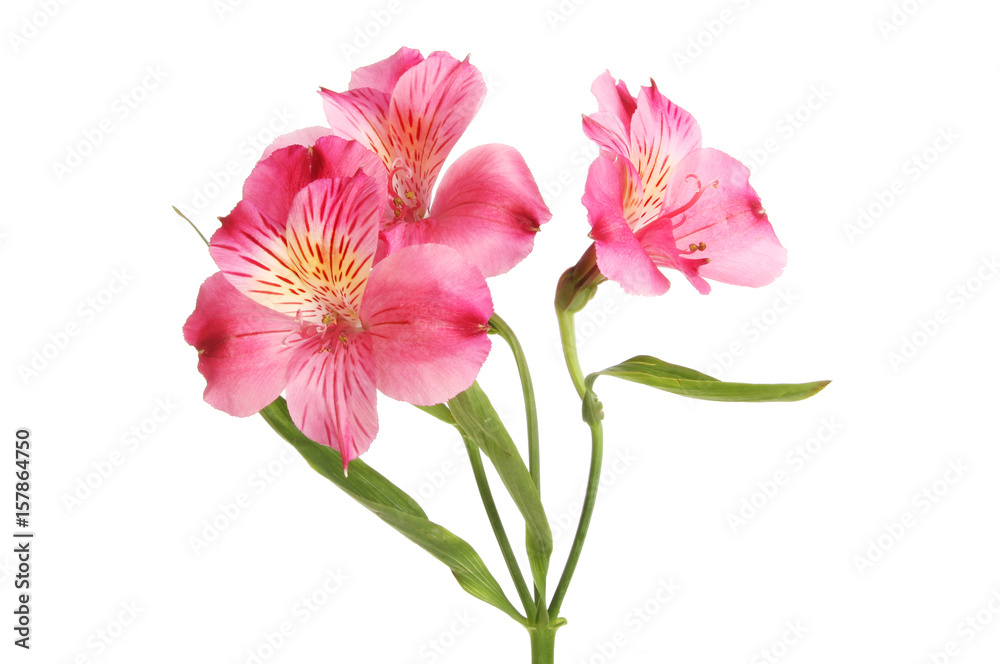 Purple Alstroemeria flowers Purple Alstroemeria flowers