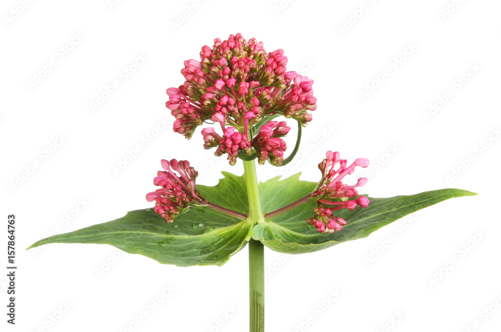 Red Valerian flower and foliage
