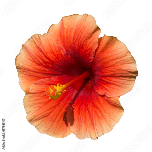 A dark orange hibiscus flower.