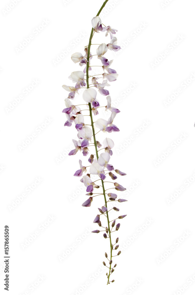 Obraz premium Wisteria flowers against white
