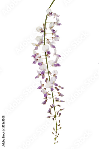 Wisteria flowers against white