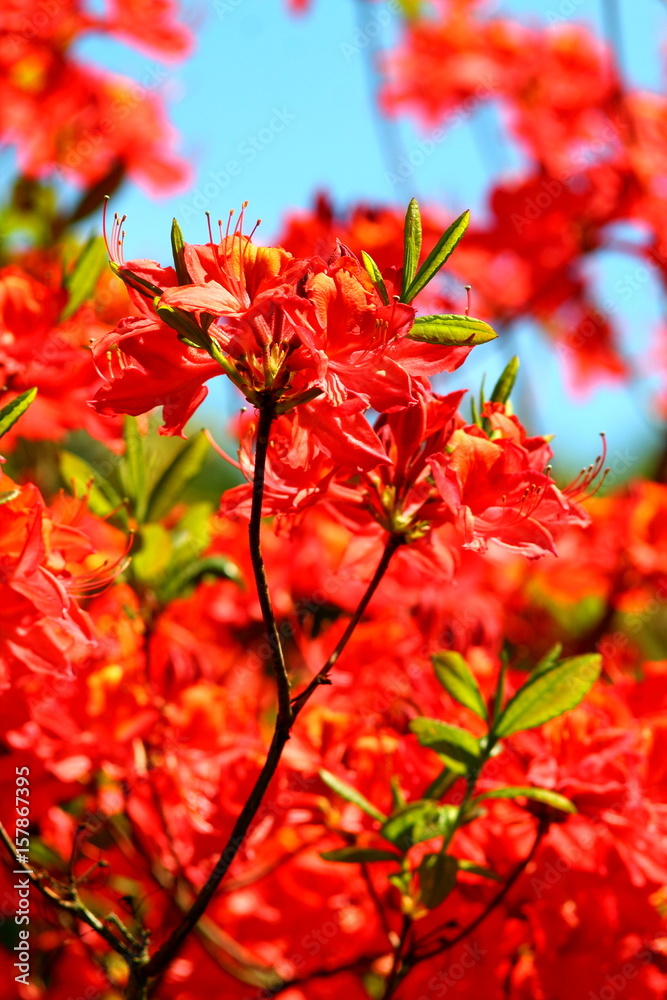 Beautiful bright red azalea tree blossoms on a branch. Spring garden background.
