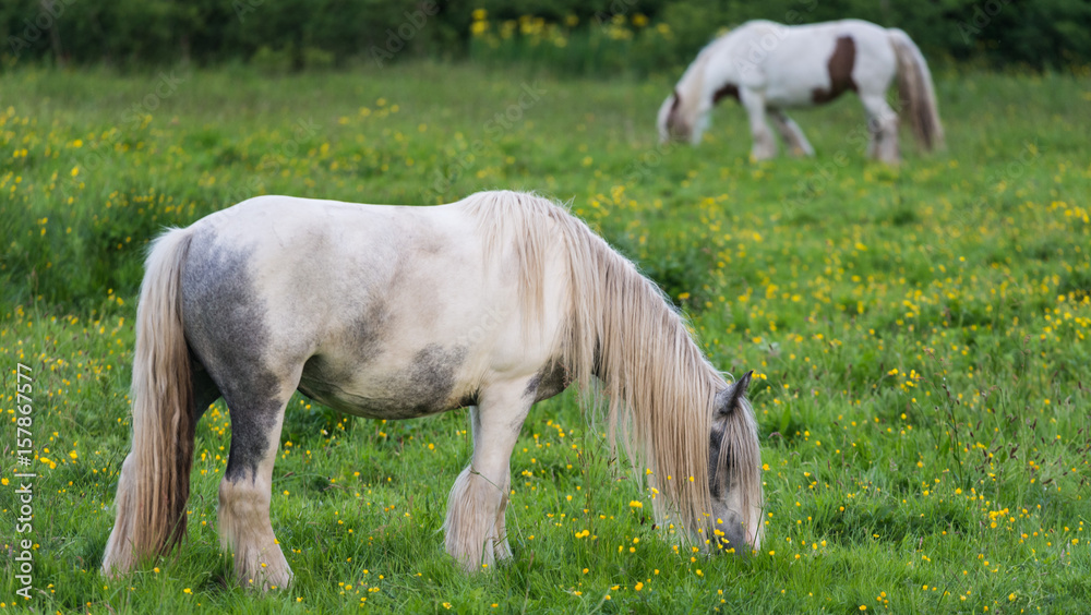 Long haired piebald horse grazing in a rural meadow