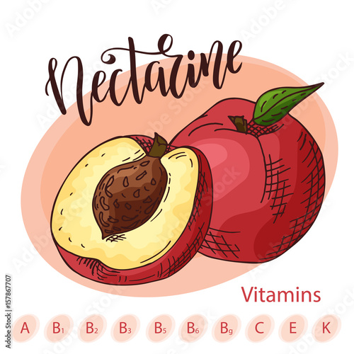 Hand drawn fruit illustration. Sweet nectarine element. Vector sketch for card or poster